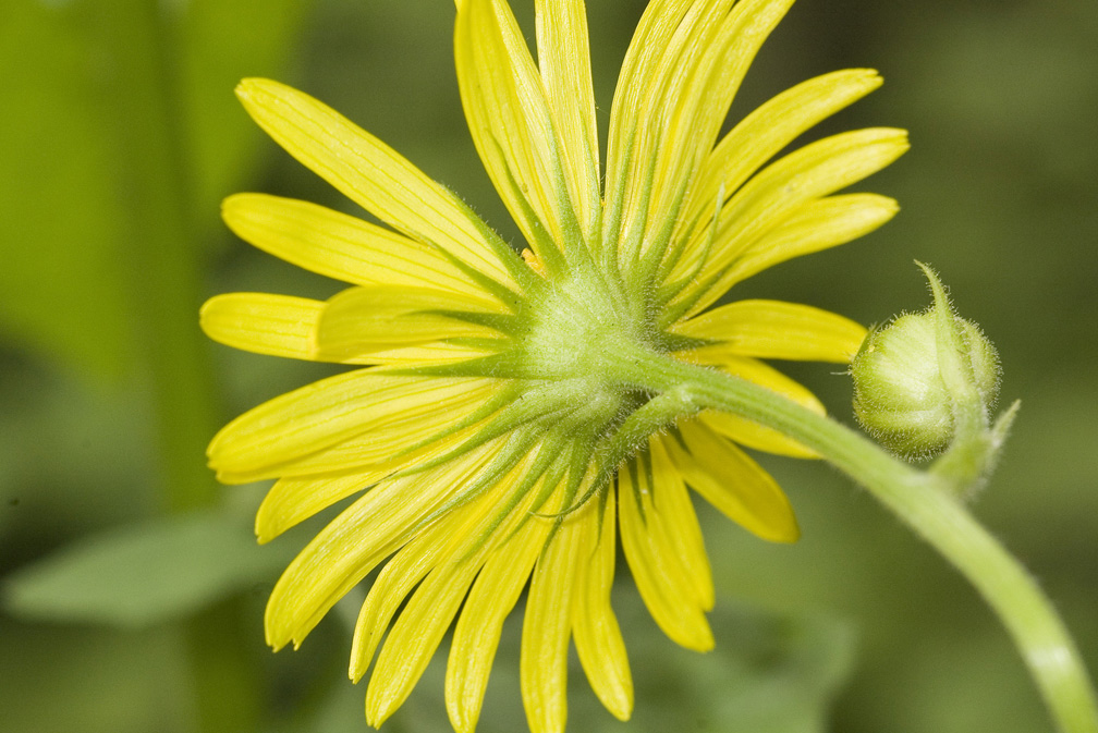 Doronicum austriacum ?